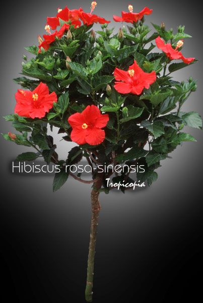 Fleur - Hibiscus rosa-sinensis - Hibiscus chinois - Chinese hibiscus